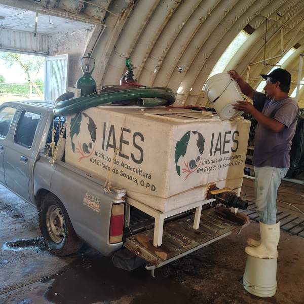 Realiza personal técnico de CAES empaque de crías de tilapia para su traslado a la presa El Mocúzarit